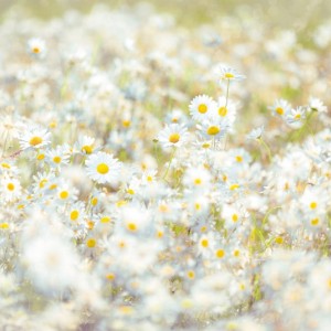 papel tapiz playa cancun